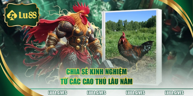 Chia sẻ kinh nghiệm từ các cao thủ lâu năm