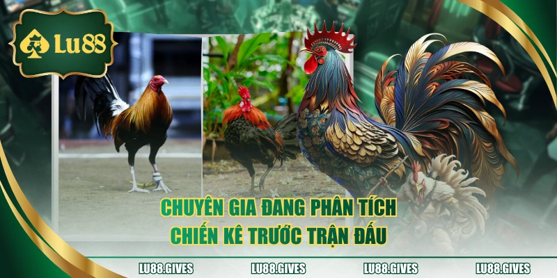 Chuyên gia đang phân tích chiến kê trước trận đấu