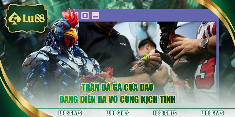 Trận đá gà cựa dao đang diễn ra vô cùng kịch tính