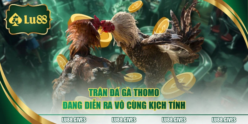 Trận đá gà thomo đang diễn ra vô cùng kịch tính